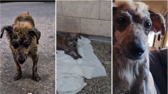 un rescate en La Habana revela las duras condiciones de los animales callejeros en Cuba